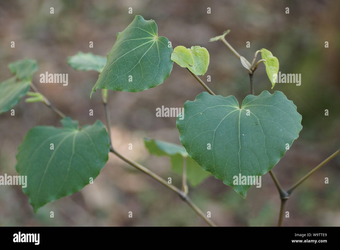 Macropiper excelsum Fotos und Bildmaterial in hoher Auflösung Alamy