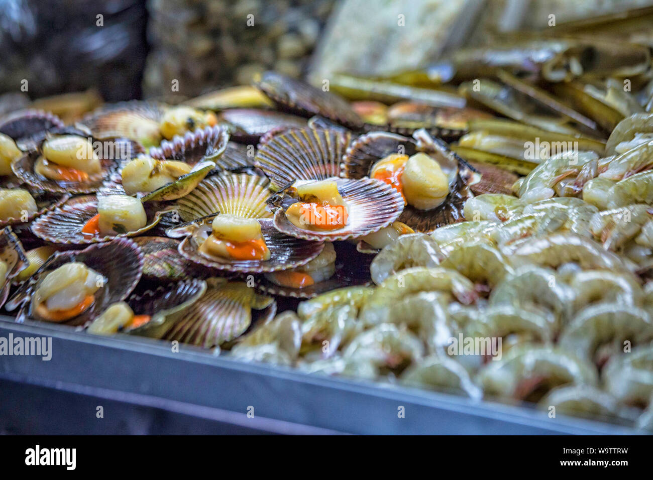 Großaufnahme großer roher Muschelmuscheln auf einem Tisch auf dem Meeresmarkt in Lima Stockfoto