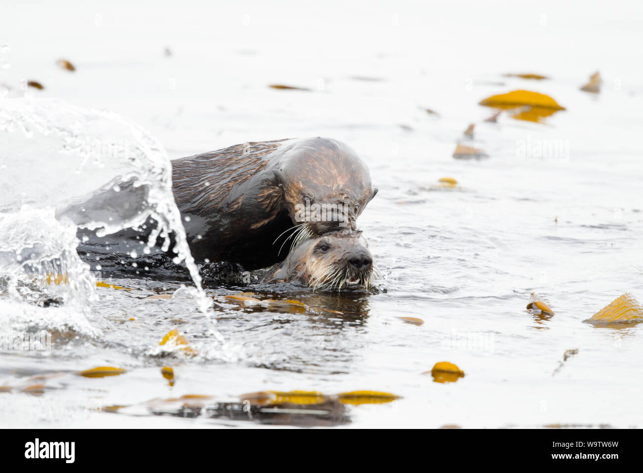 Zwei Seeotter Spielen oder Paarungsverhalten Stockfoto