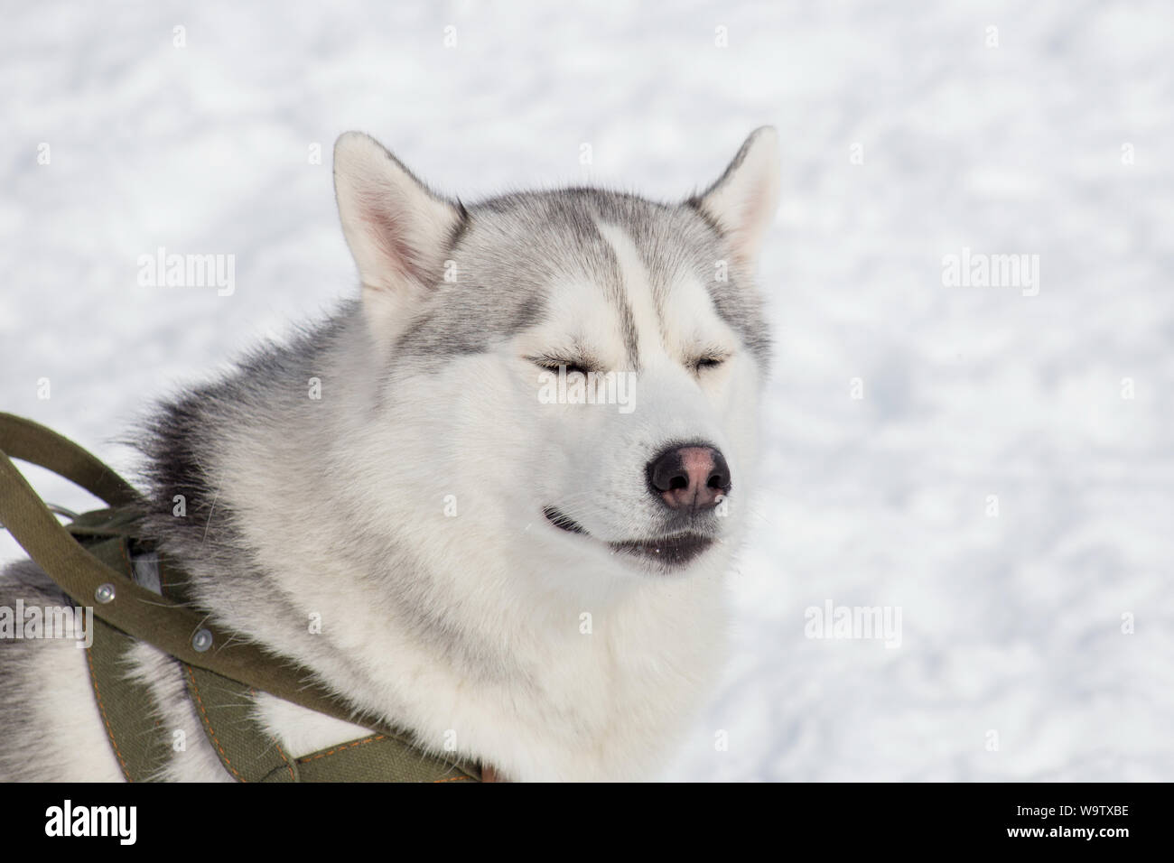 Süße sibirische Husky schlafen ist auf weißem Schnee. Heimtiere. Reinrassigen Hund. Stockfoto