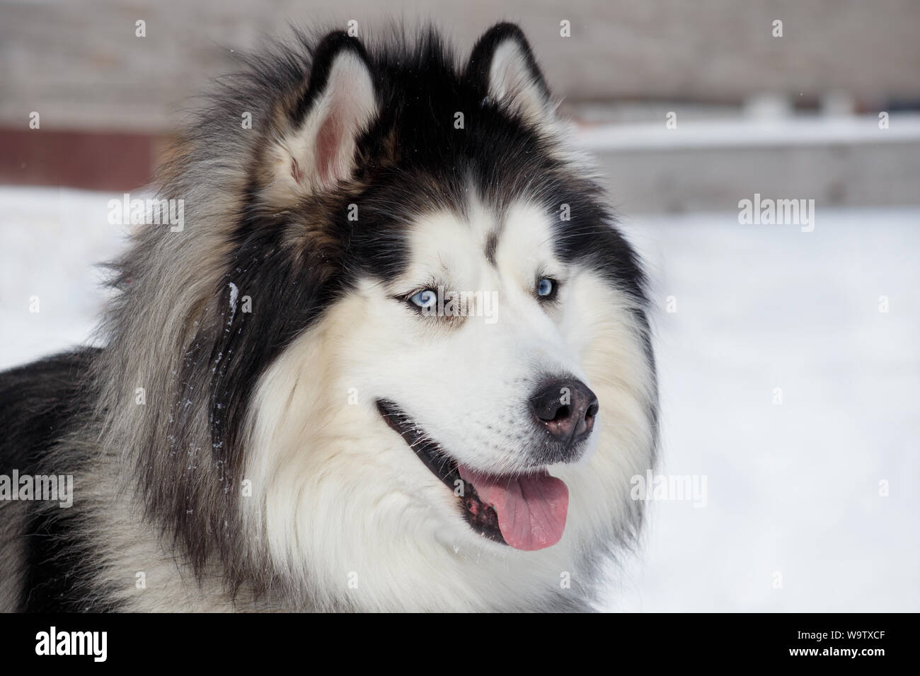 Portrait von sibirischen Husky auf weißem Schnee. Close Up. Heimtiere. Reinrassigen Hund. Stockfoto