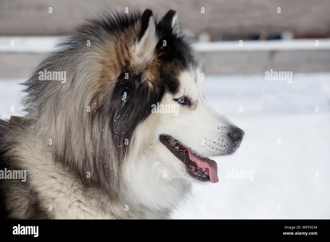 Portrait von sibirischen Husky auf weißem Schnee. Heimtiere. Reinrassigen Hund. Stockfoto
