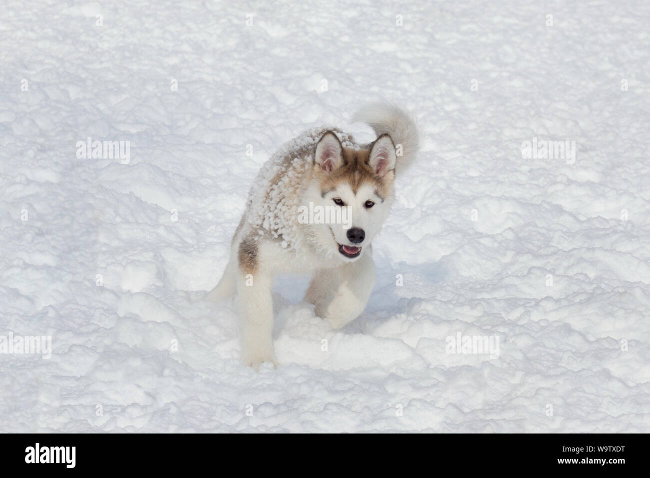 Süße sibirische Husky Welpe läuft auf einem weißen Schnee. Drei Monate alt. Heimtiere. Reinrassigen Hund. Stockfoto
