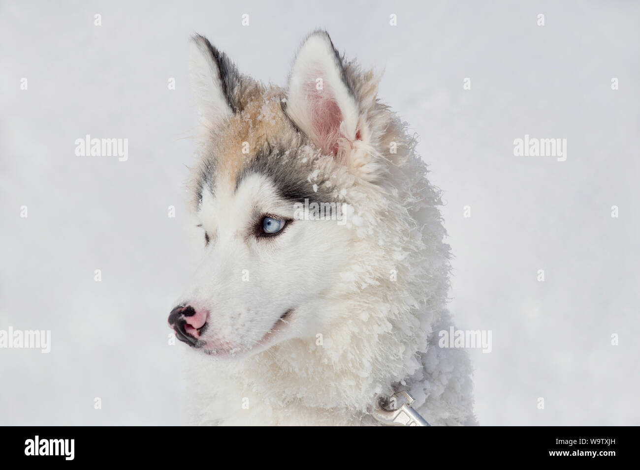 Cute Siberian Husky Welpen hautnah. Drei Monate alt. Heimtiere. Reinrassigen Hund. Stockfoto