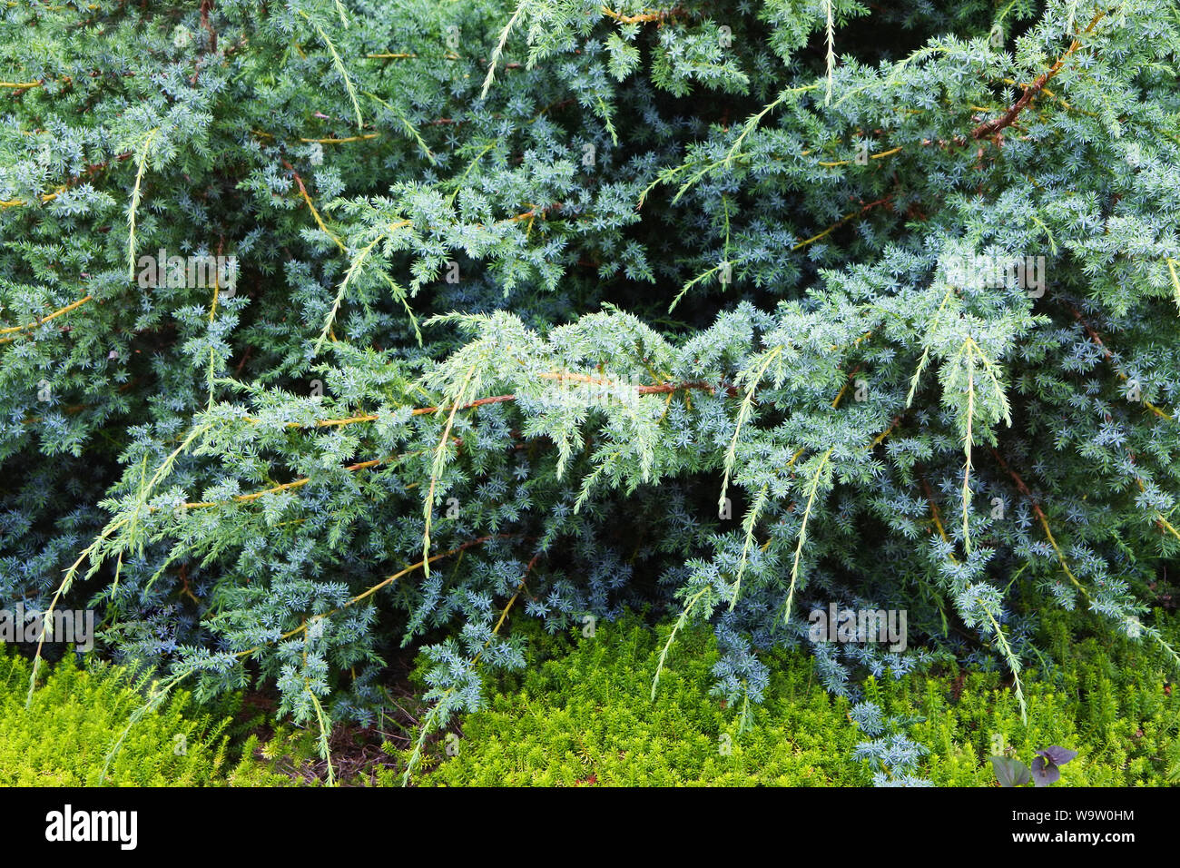 Nahaufnahme der Zweige eines immergrüne Wacholder - Johannes Gollop Stockfoto