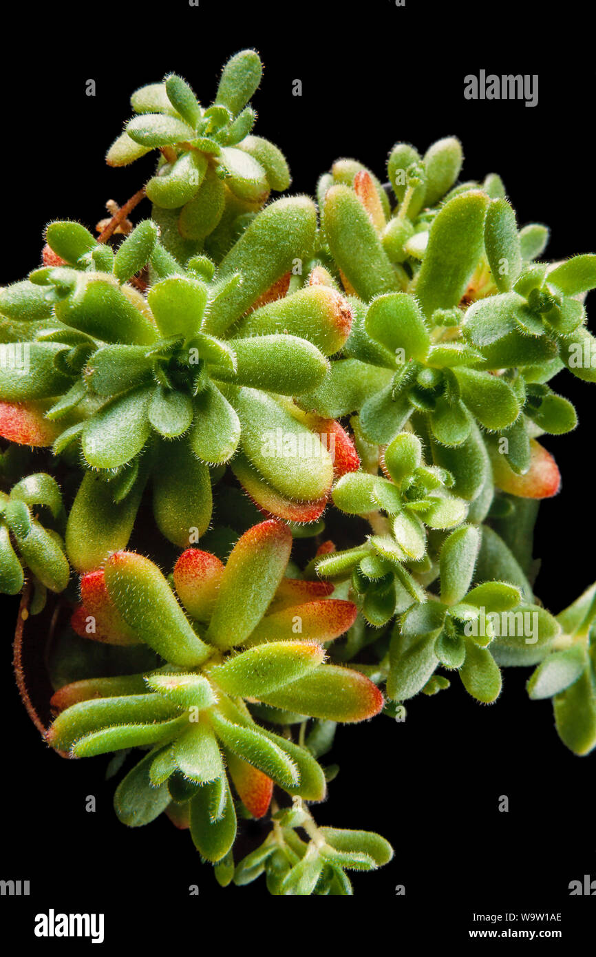 Hauswurz, Sempervivum 'Alba' ein beliebter Steingartens Pflanze, viele Sorten Stockfoto