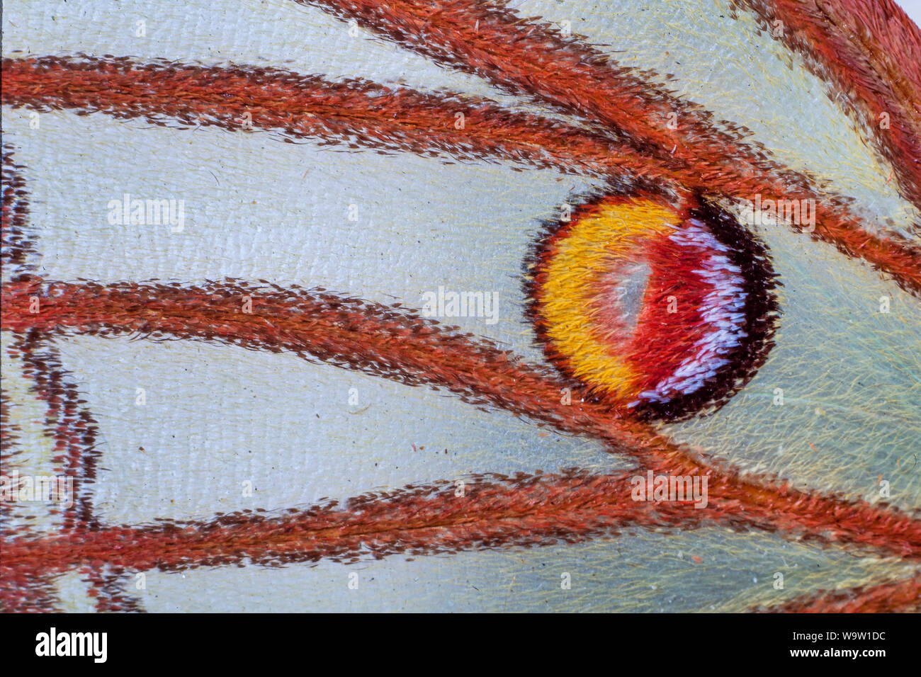 Atlas Moth, Attacus Atlas, Flügel detail, Auge vor Ort Stockfoto