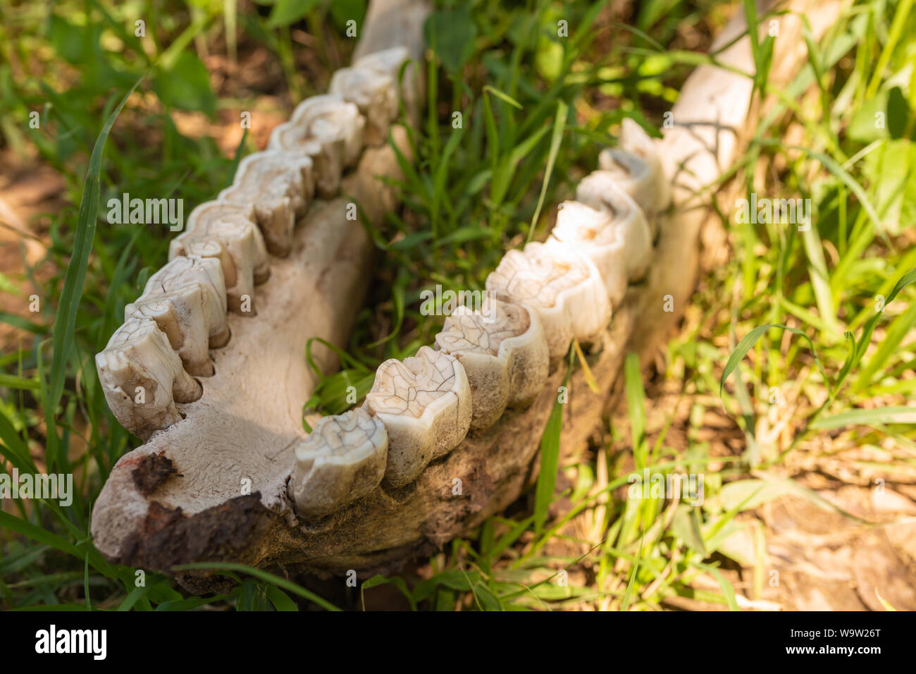 Close-up Farbfoto des einzigen großen Tier Unterkiefer Kieferknochen positioniert innerhalb von Gras im Querformat. In Kenia. Stockfoto