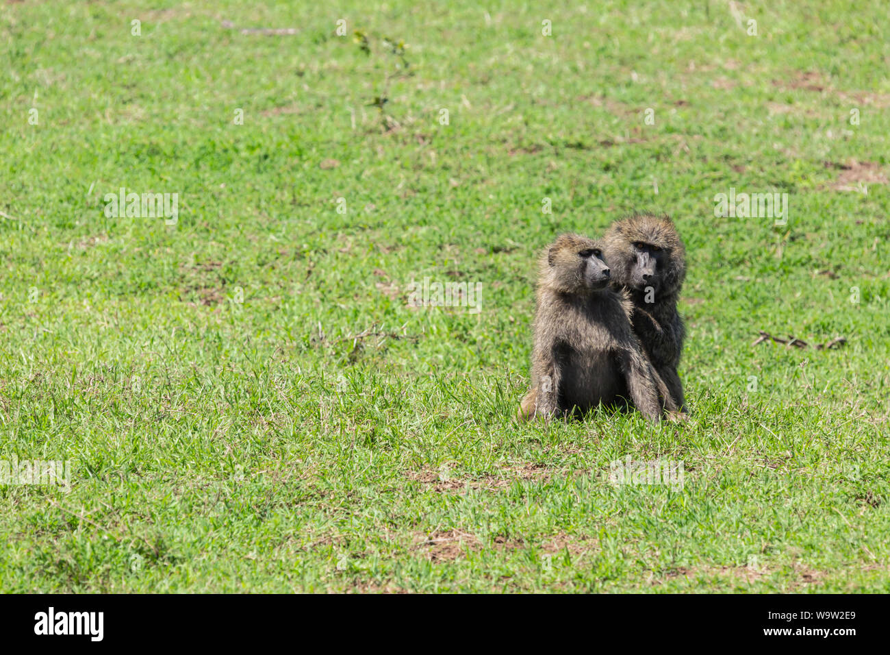 Farbe wildlife Porträt von zwei Paviane sitzen auf den großen Bereich der Gras isoliert, auf Ol Pejeta Conservancy, Kenia. Stockfoto
