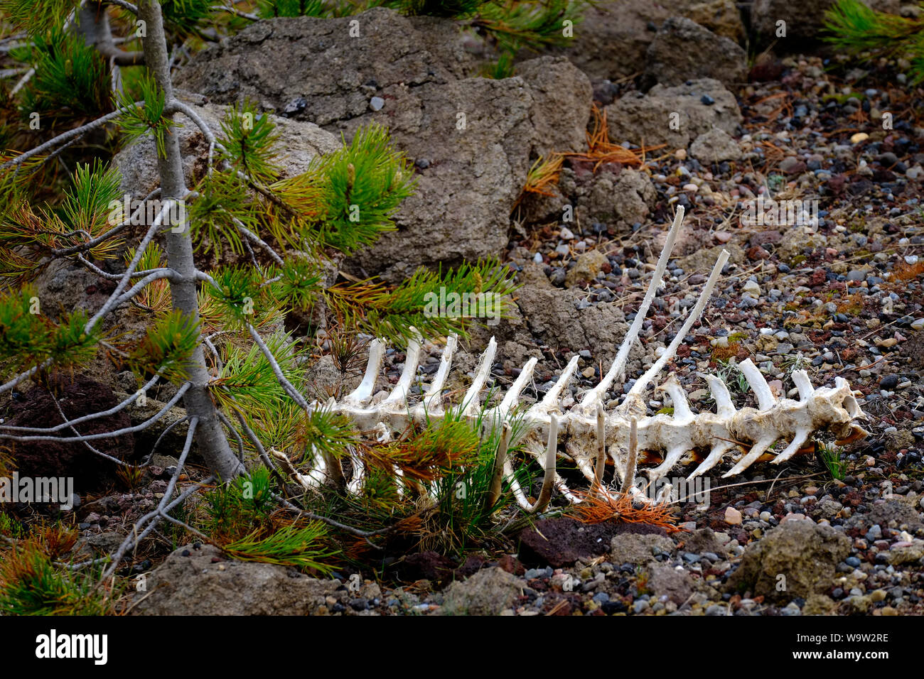 Knochen Brustkorb eines Tieres in wilde Wüste gebleicht weiß Skelett Stockfoto