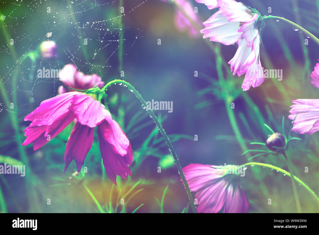 Regen fällt auf Rosa und Weiß cosmos Blumen und Spinnennetz im Hintergrund. Künstlerische Sommer oder Herbst getönten Hintergrund. Morgennebel und Frische Stockfoto