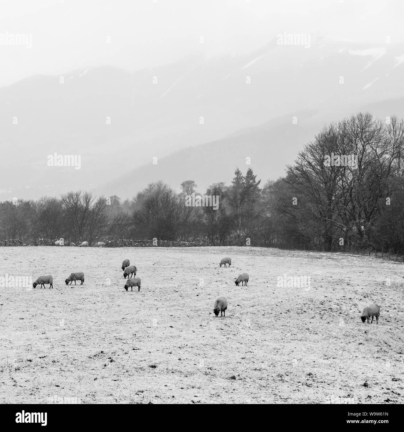 Schafe grasen auf schneebedeckten Weide in den englischen Lake District. Stockfoto