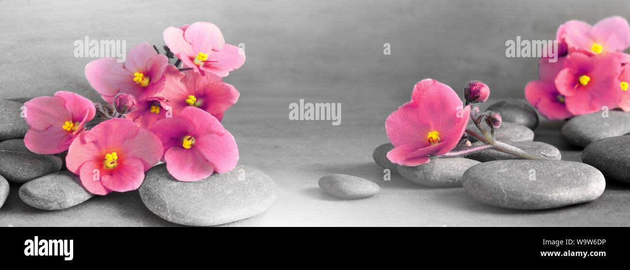 Zusammensetzung mit Spa Steine, rosa Blüten und Platz für Text auf grauem Hintergrund. Stockfoto