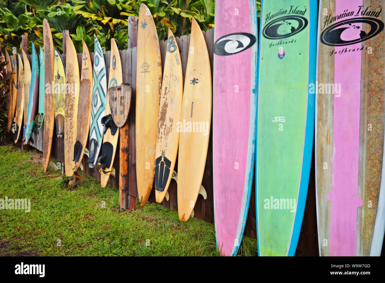 Die läuten Rinde des Regenbogens Eukalyptusbaum offenbart unglaubliche Farben entlang der Straße nach Hana auf Hawaii Insel Maui. Stockfoto