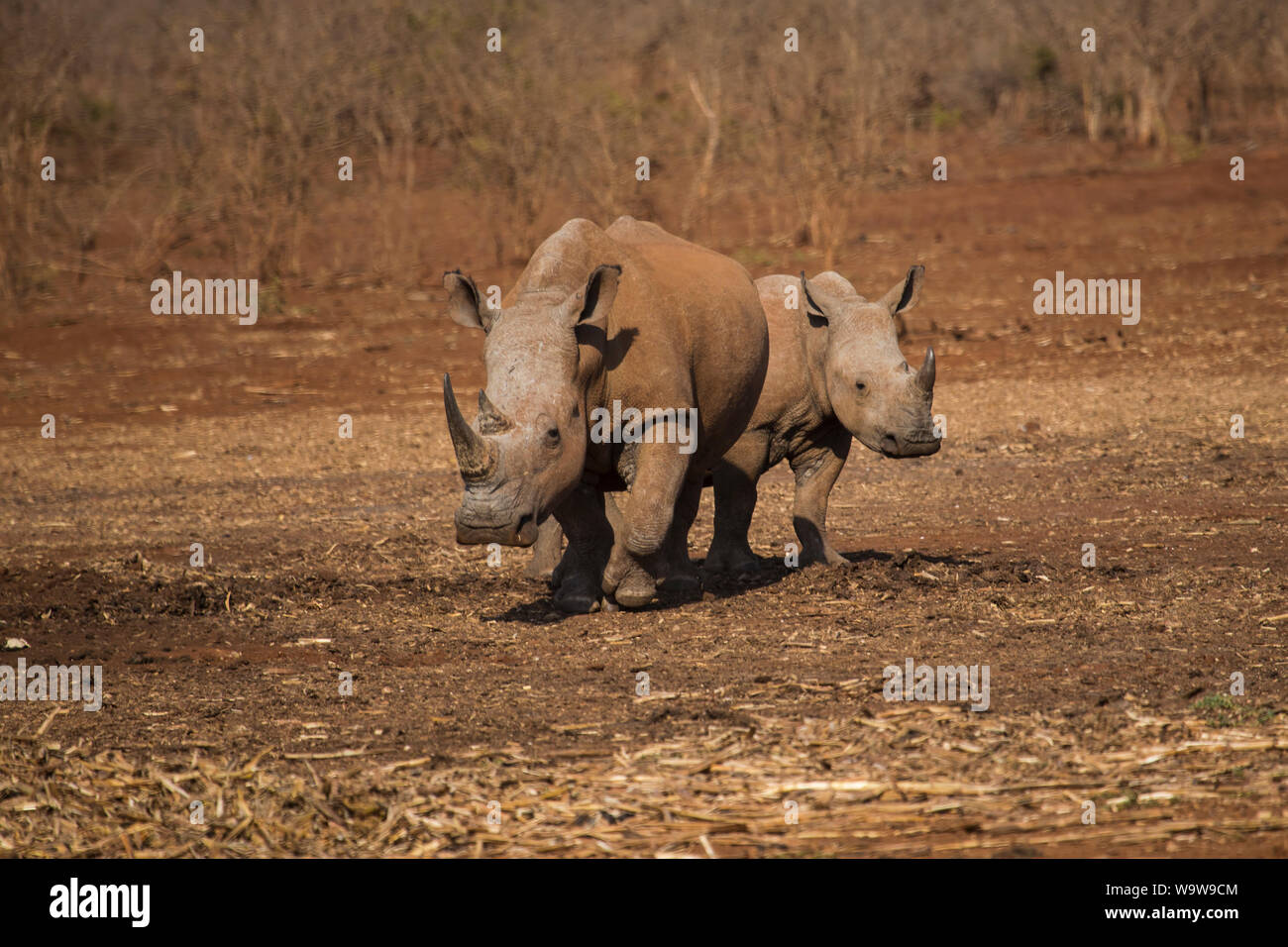 Ein paar weiße Nashorn Rhinocerotidae) oder Quadratisch Nashörner auf der Zimanga Private Game Reserve in Südafrika Stockfoto