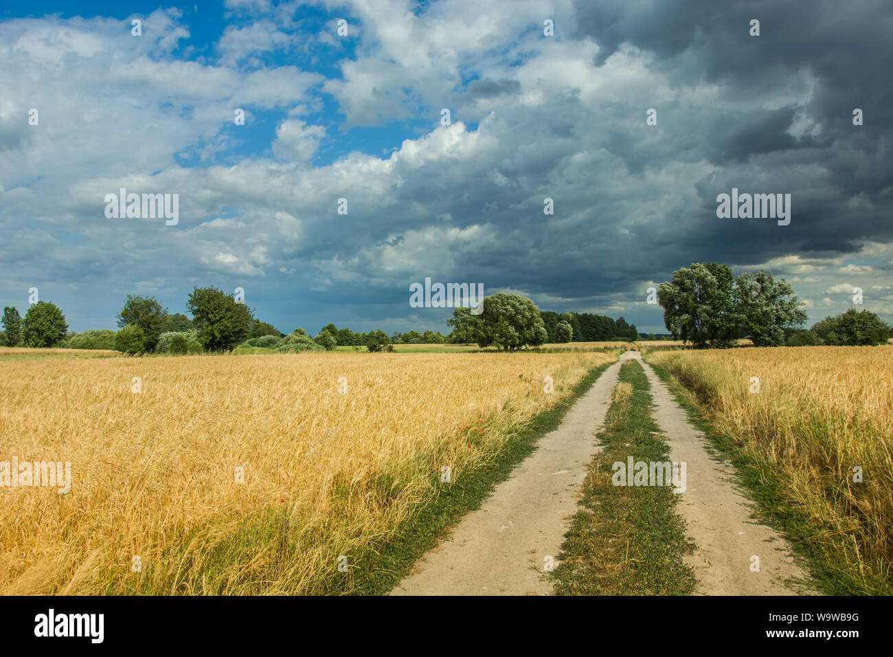 Unbefestigte Straße durch Felder mit Getreide und dunkle Wolken am Himmel. Nowiny, Polen Stockfoto