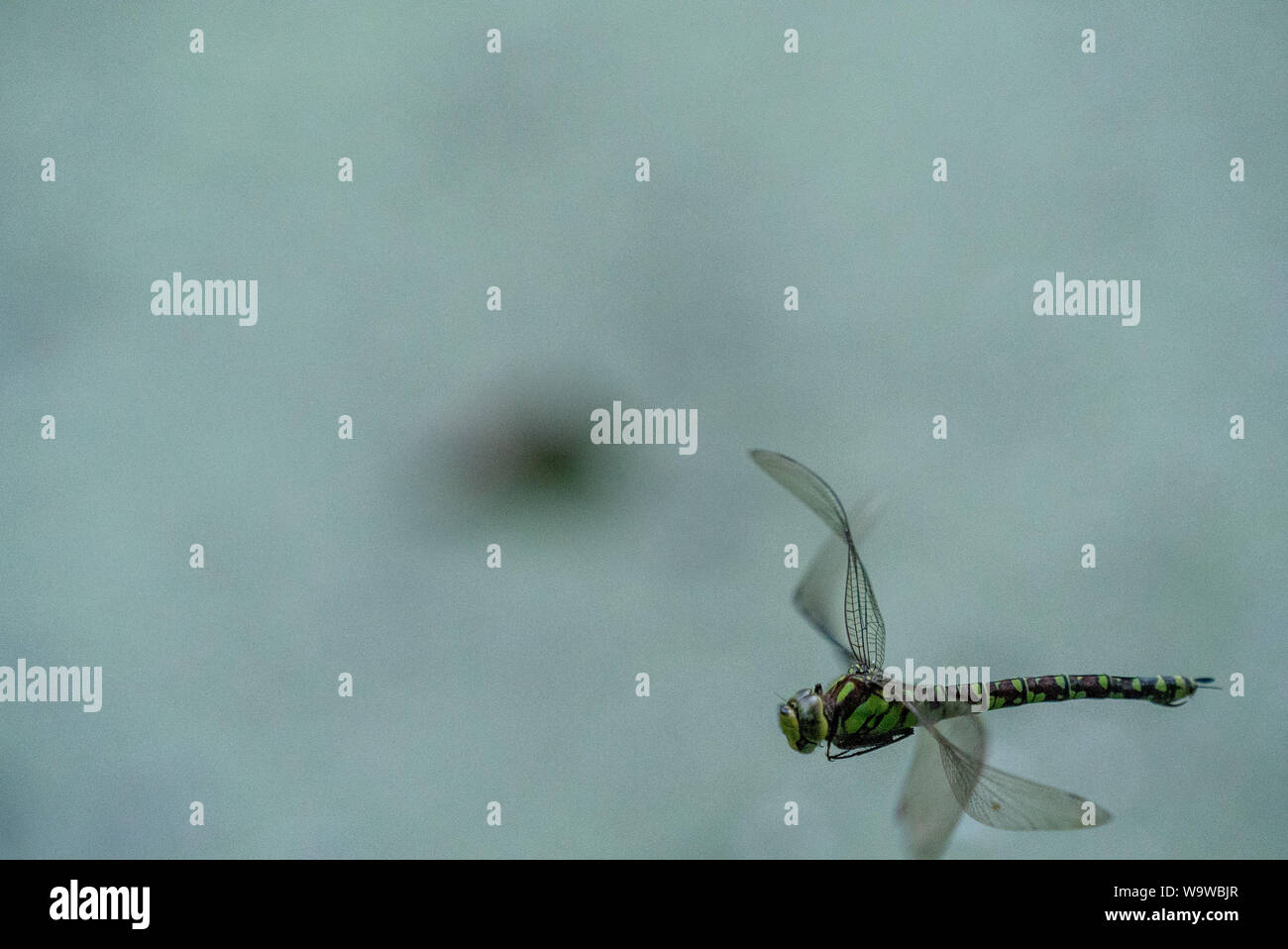 Southern Hawker (Aeshna cyanea) im Flug Stockfoto