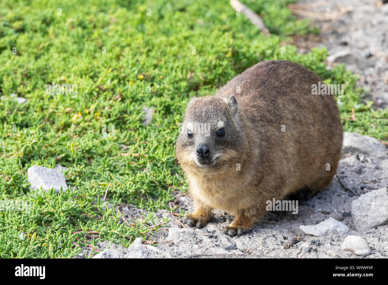 Neugierig Kap Hyrax, (Procavia capensis) aka Klippschliefer, Dassie, am Stony Point Nature Reserve, Western Cape, Südafrika Stockfoto