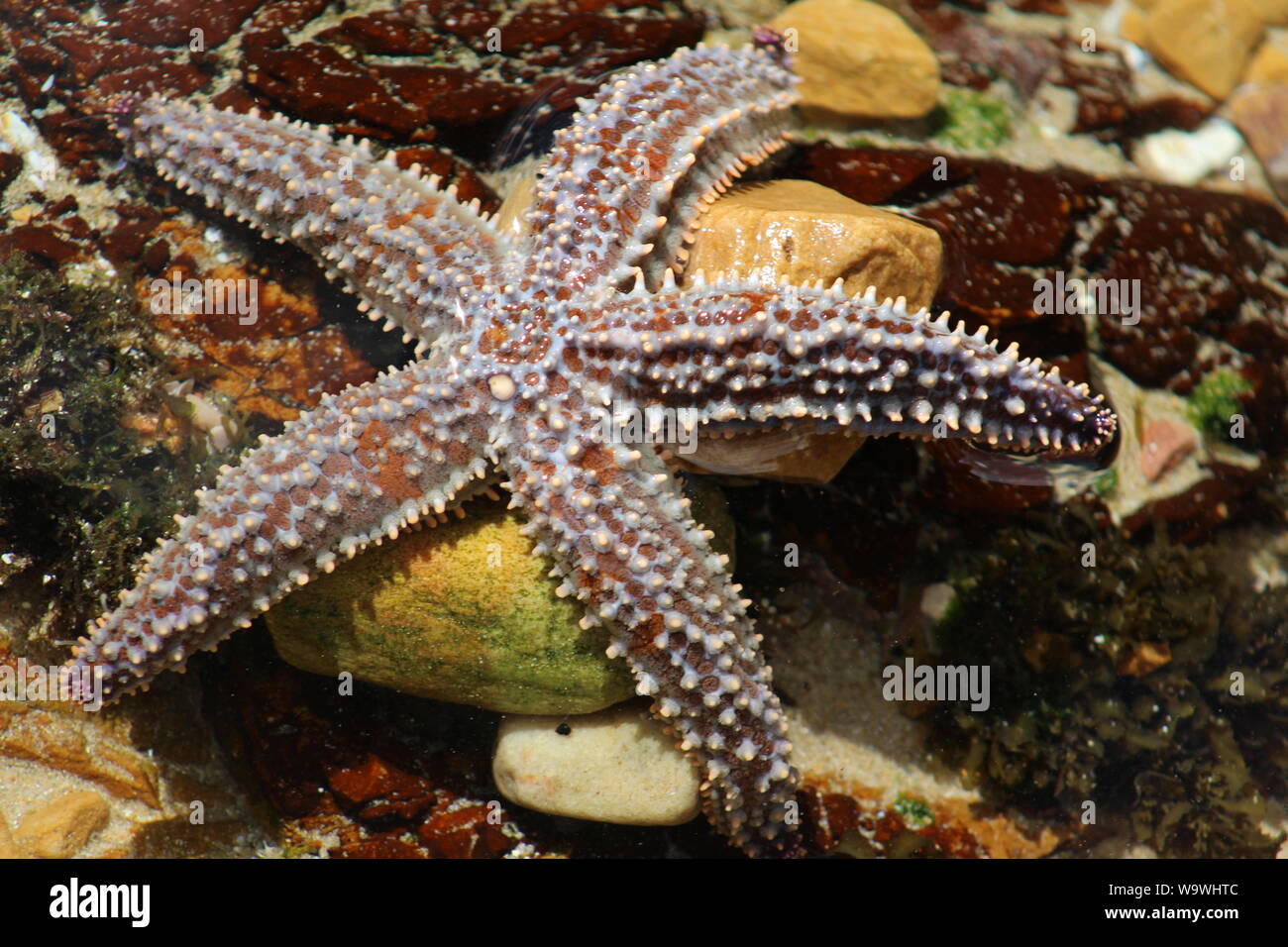 Stachelige star Fisch oder Seesterne wissenschaftlicher Name Marthasterias glacialis in Knsyna Köpfe Südafrika Stockfoto