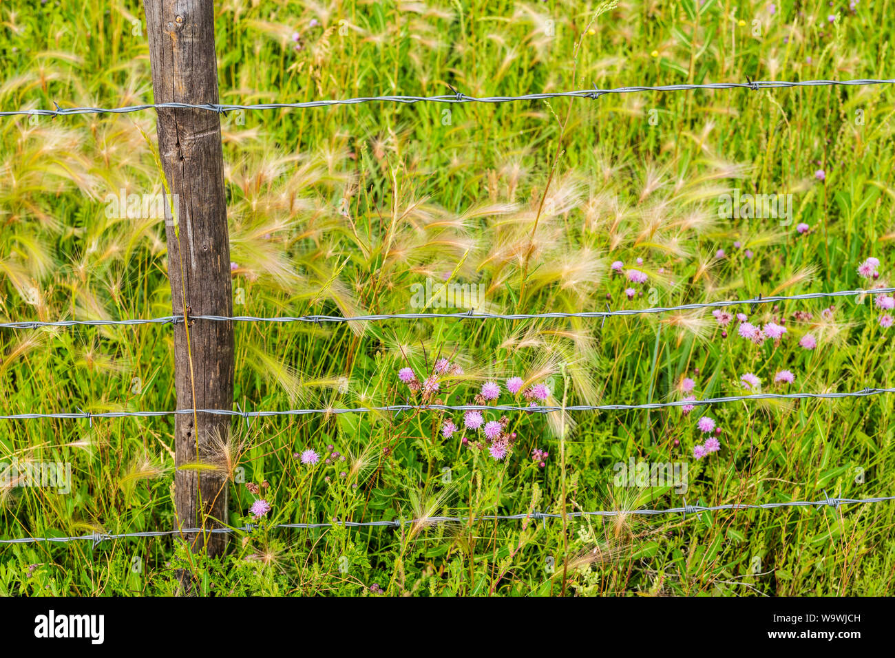 Stacheldraht ranch Zaun; Wellig-blätterte Thistle; Cirsium undulatum; Asteraceae; Familie; Colorado; USA Stockfoto