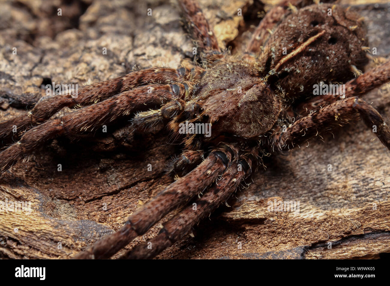 Makro eines wandernden Enoploctenus spidre vom Atlantischen Wald in Brasilien mit gestreckten Beinen über eine hölzerne anmelden Stockfoto