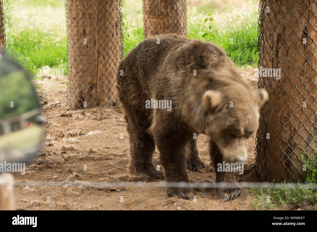 Die Sequim Game Park berühmten Winken grizzly Bären. Sequim, Washington State, USA. Stockfoto