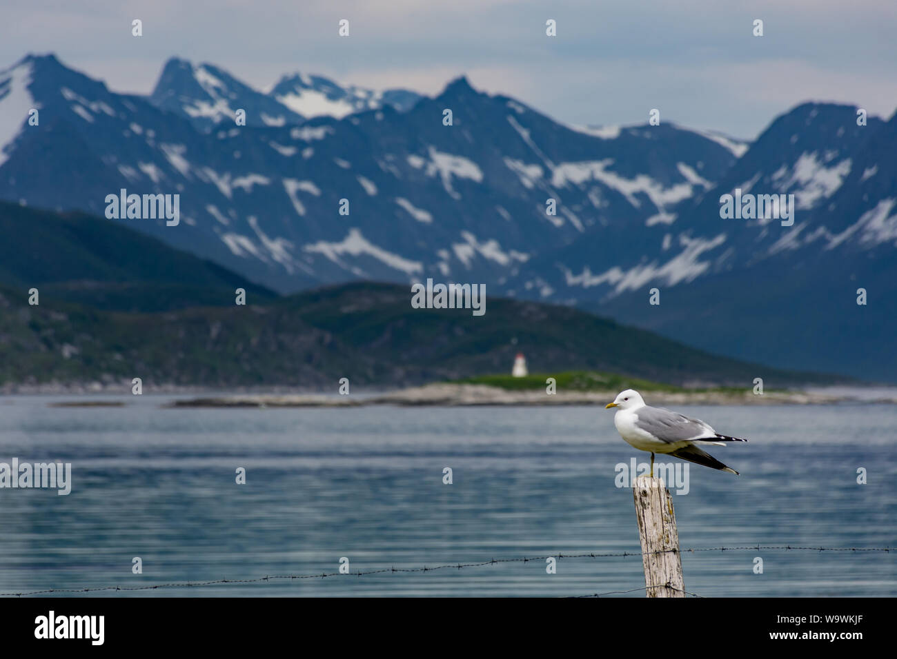 Seagull sich auf Zaunpfosten in den Vordergrund mit Loch und hohe schneebedeckte Berge im Hintergrund an Sommaroy in der Nähe von Tromsö in Nordnorwegen Stockfoto