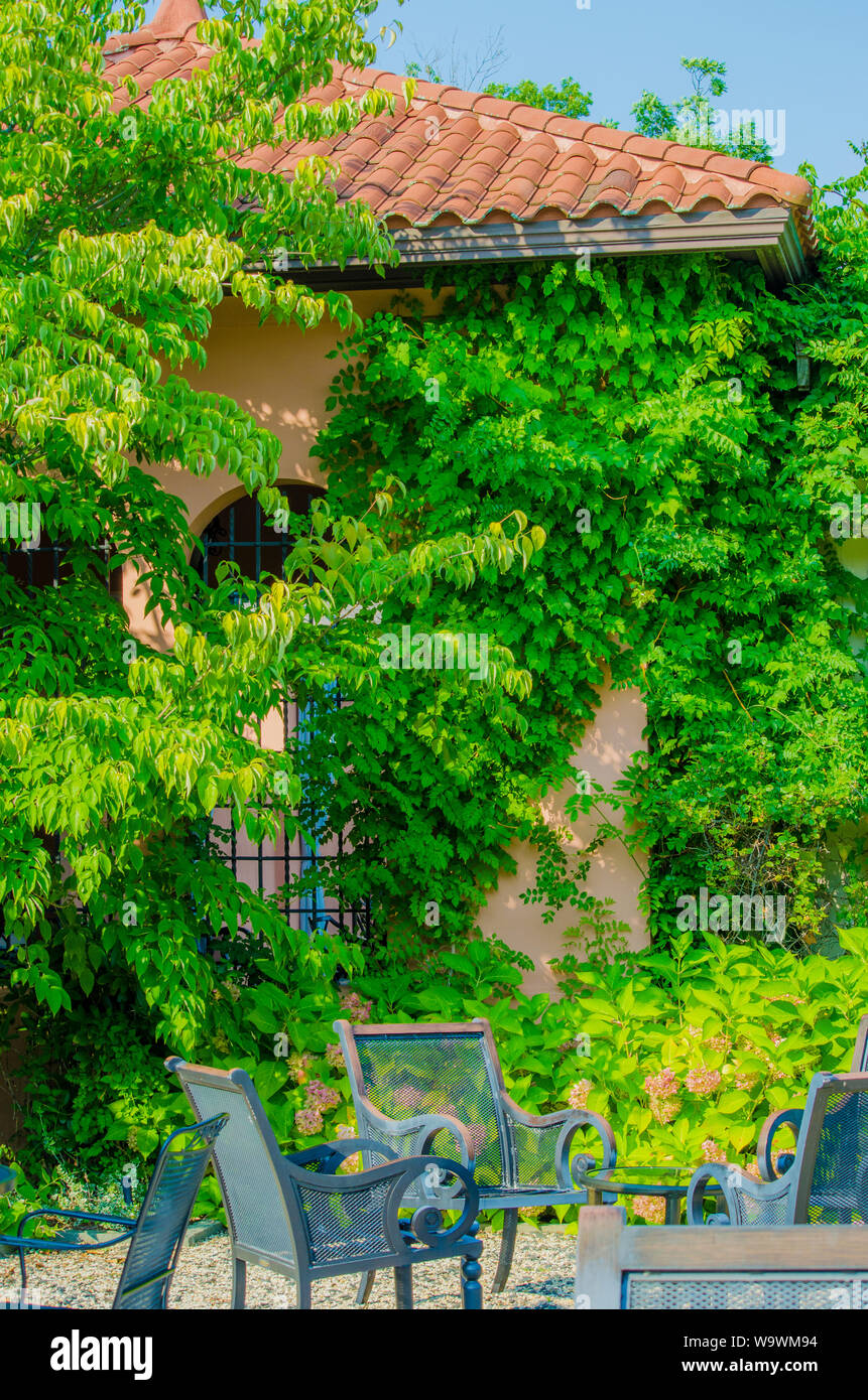 Stuck Haus hinter grünen Reben Stockfoto