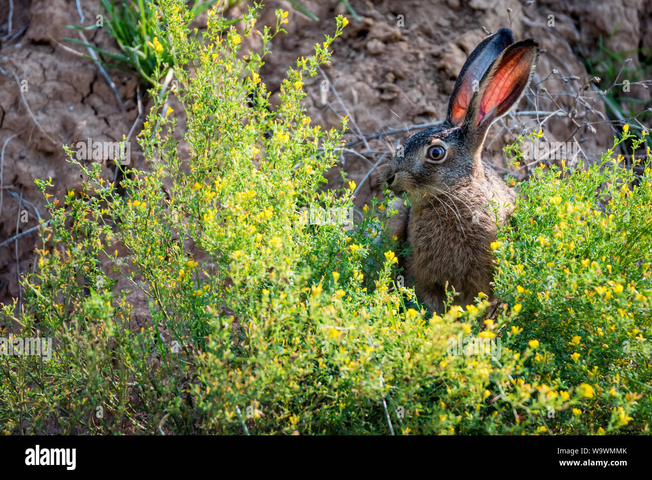 Close up Angst europäischen Hase oder Lepus europaeus in der Natur Stockfoto