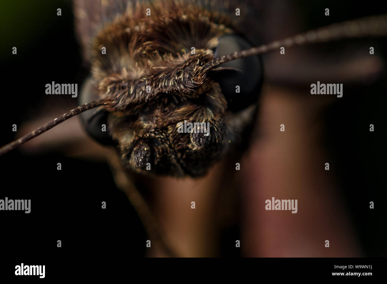 Extreme Makro einer Motte Kopf, zeigt das Insekt Waagen im Detail (Lepidoptera) Stockfoto