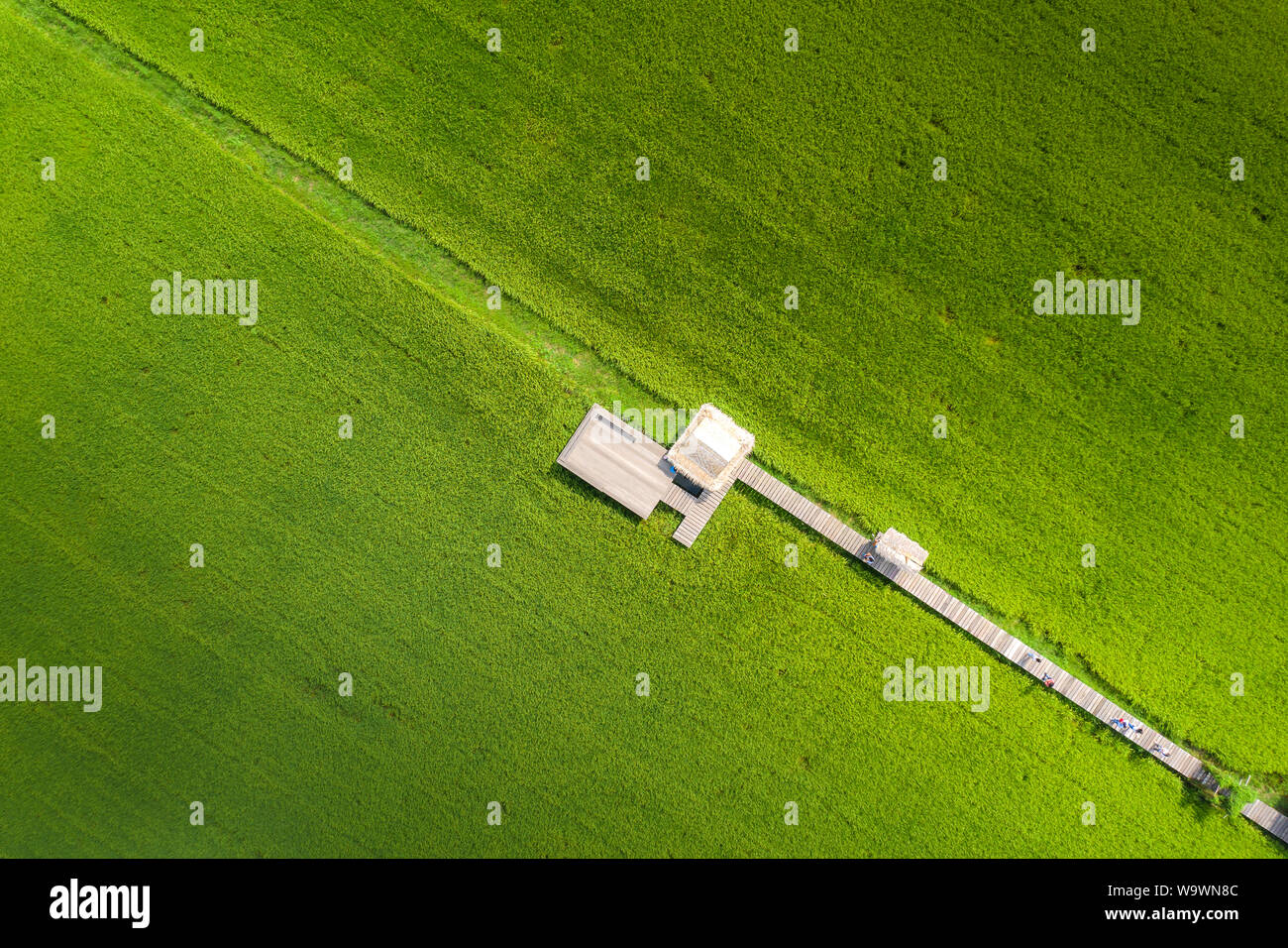 Bild des Schönen terrassierten Reisfeldern in Wasser und Bewässerung von Drone, Ansicht von oben von rices Reisfeld mit Holzbrücke. Stockfoto