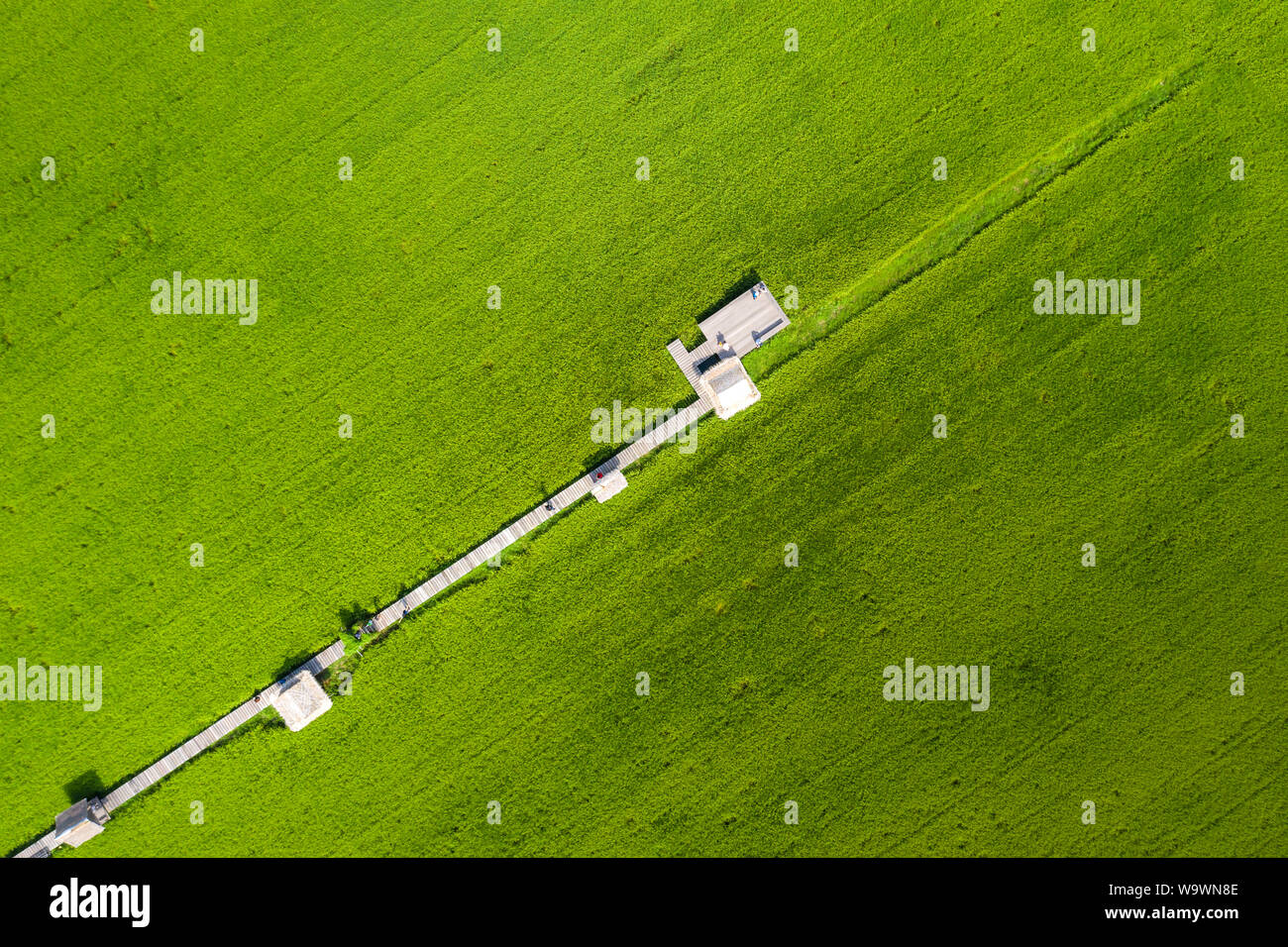 Bild des Schönen terrassierten Reisfeldern in Wasser und Bewässerung von Drone, Ansicht von oben von rices Reisfeld mit Holzbrücke. Stockfoto