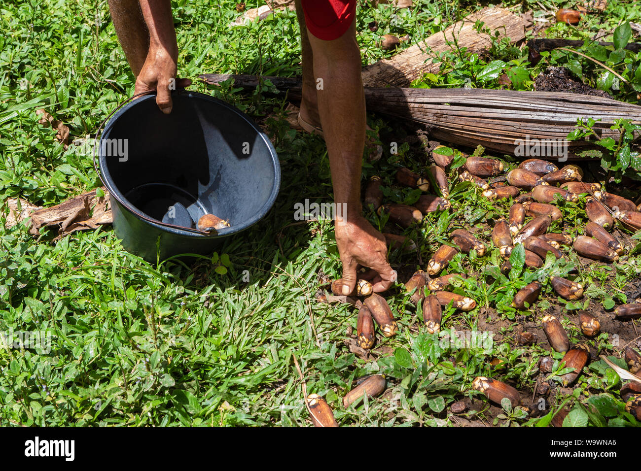Die Hände des Menschen sammeln Urucuri Palm Früchte aus dem Boden in den Wald und setzen in schwarzen Eimer. Sehr nahrhafte Lebensmittel für Tiere und Menschen. Stockfoto