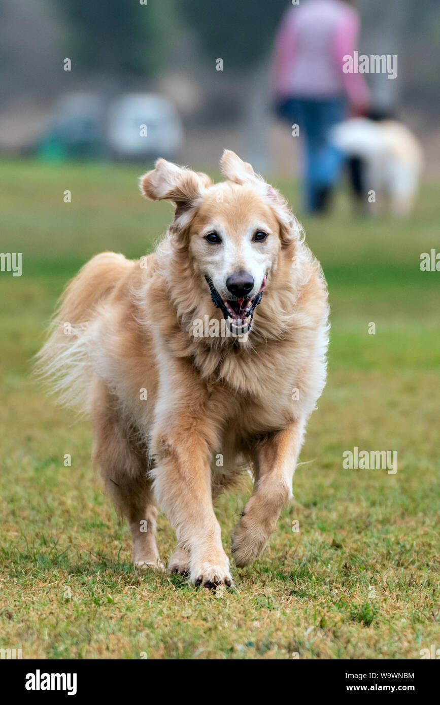 Glücklich und aufgeregt Golden Retriever hat langes Haar weht im Wind, während über Hund park Gras. Stockfoto