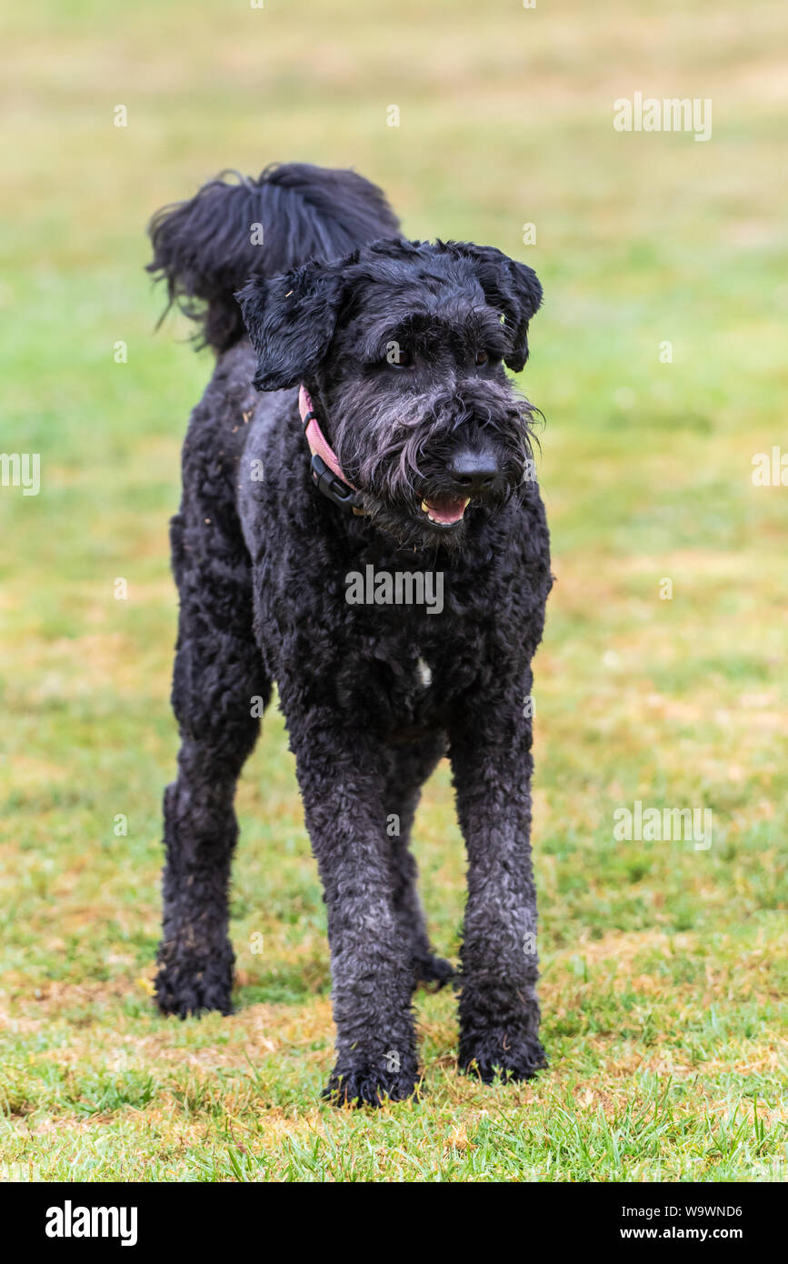 Schwarze amerikanische Standard Poodle Dog stand auf dem Rasen im Park mit Aufmerksamkeit und Augen geradeaus. Stockfoto