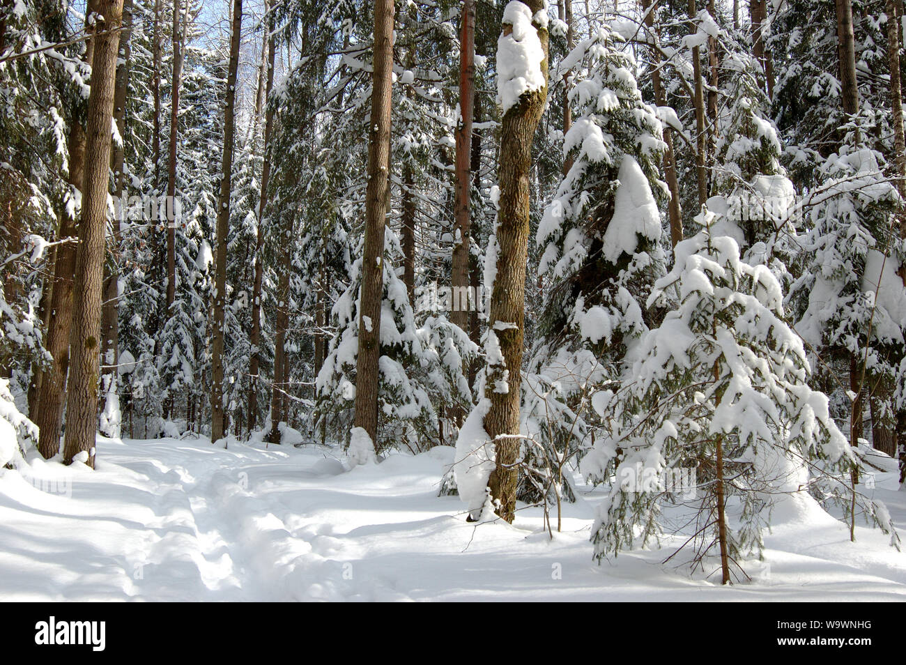 Nadelwald mit Schnee im Winter abgedeckt Stockfoto