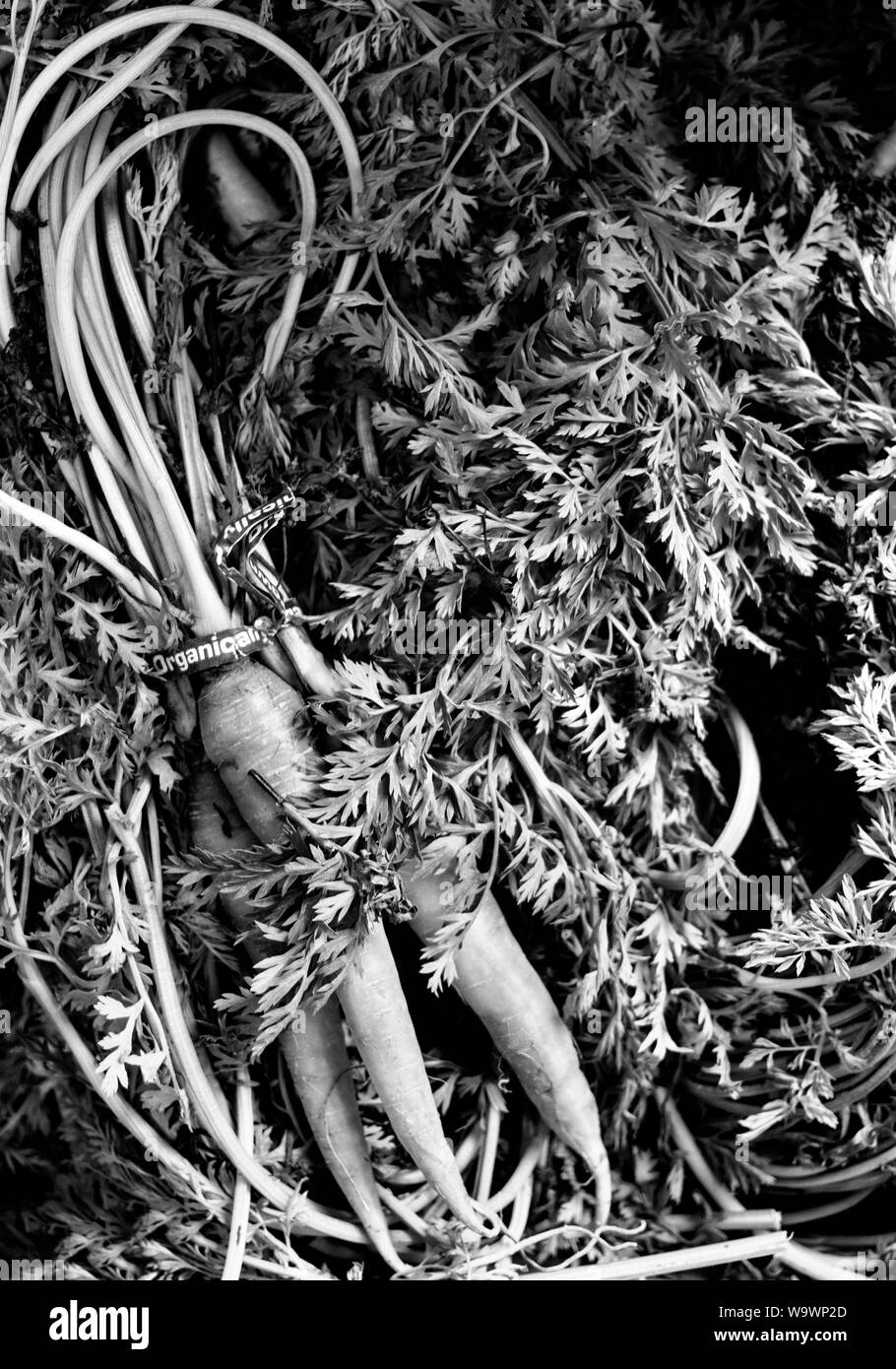 Ein Bündel von Bio Karotten (Daucus carota Subsp sativus) warten am YMCA Ernährung outreach Hub in Asheville, NC, USA verteilt werden. Stockfoto