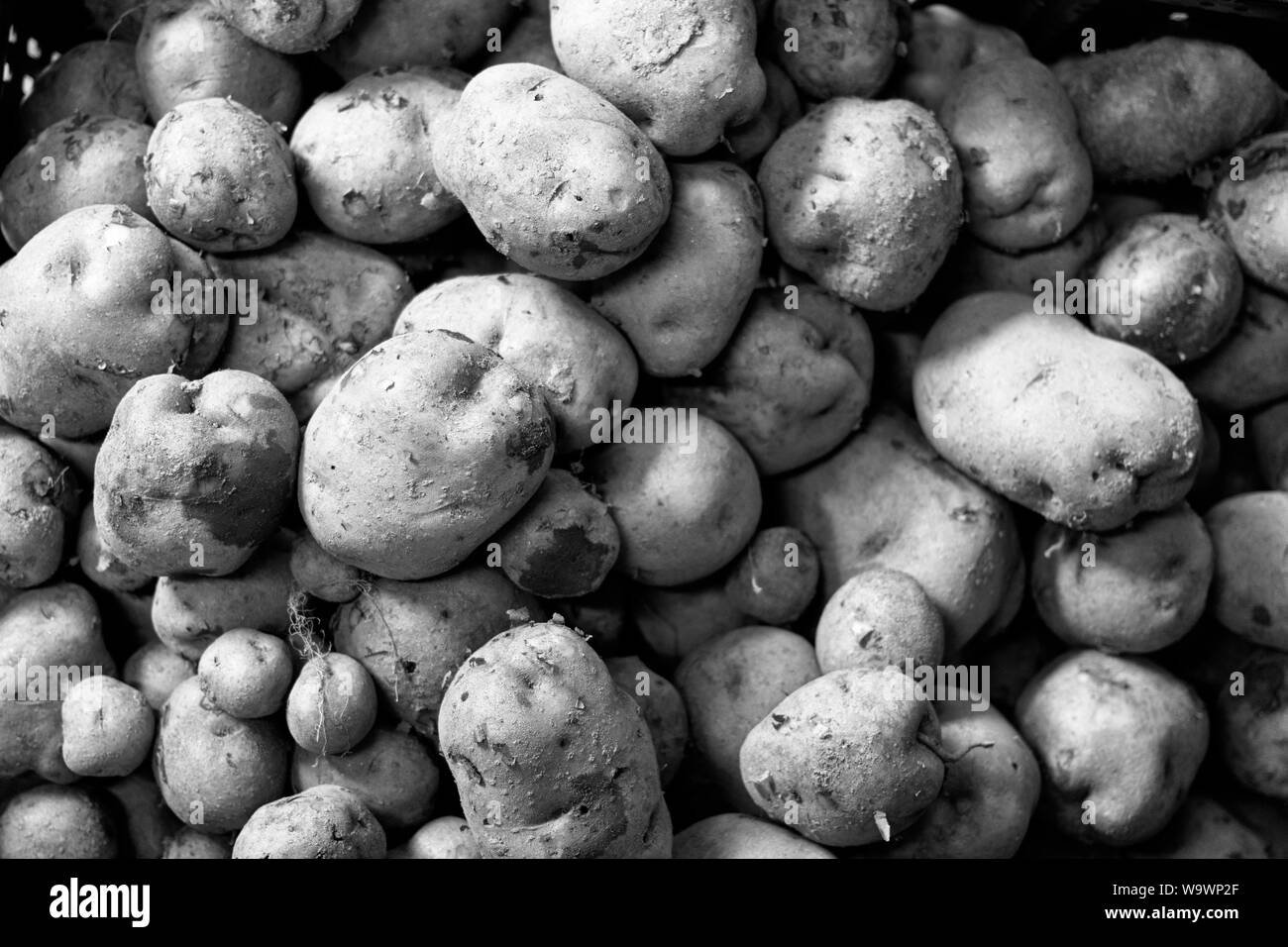 Schmutz klammert sich an frisch gegraben Bio Kartoffeln (Solanum tuberosum) am YMCA Ernährung outreach Hub in Asheville, NC, USA. Stockfoto