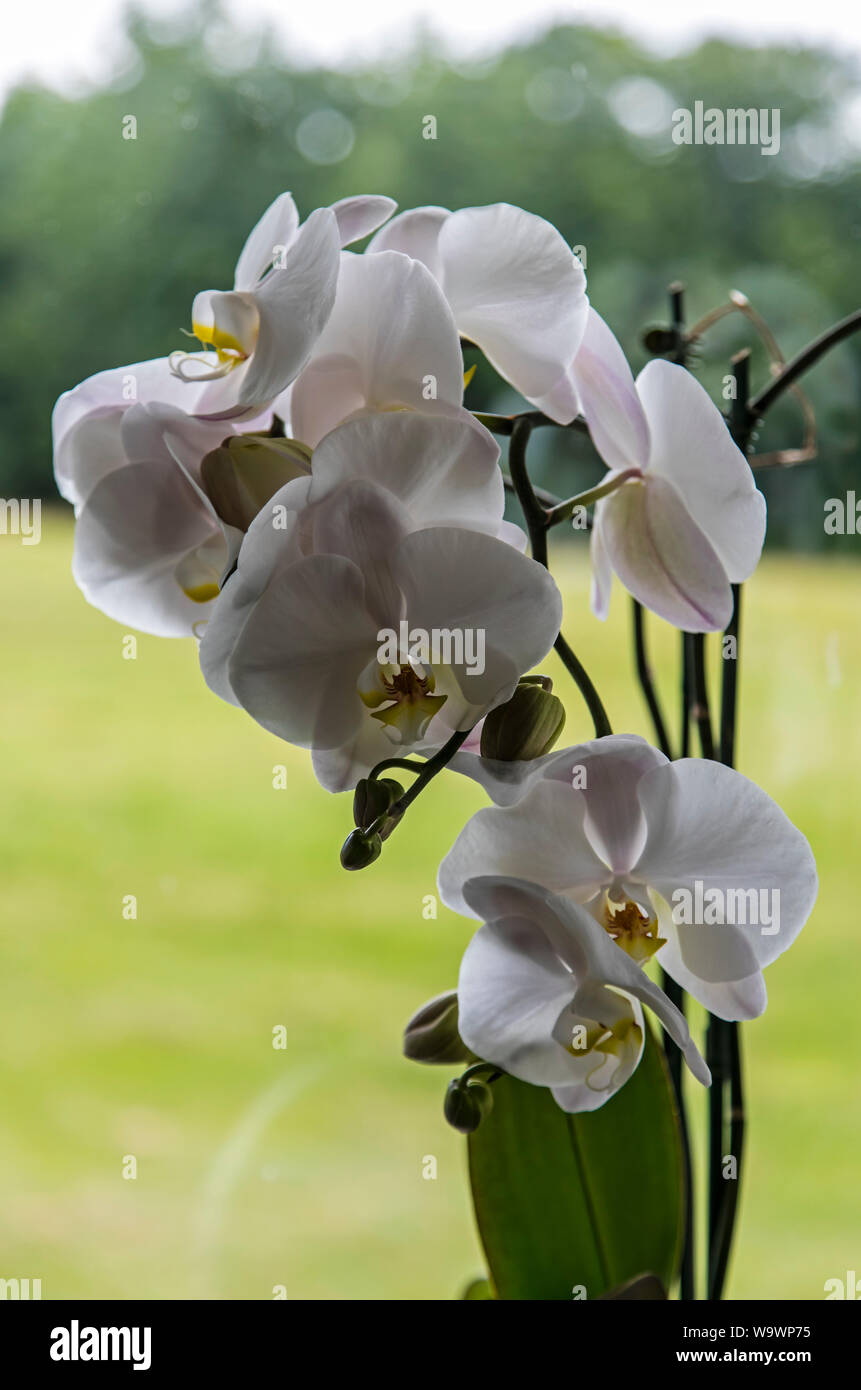 Eine weiße Phalaenopsis Orchidee in voller Blüte. Stockfoto
