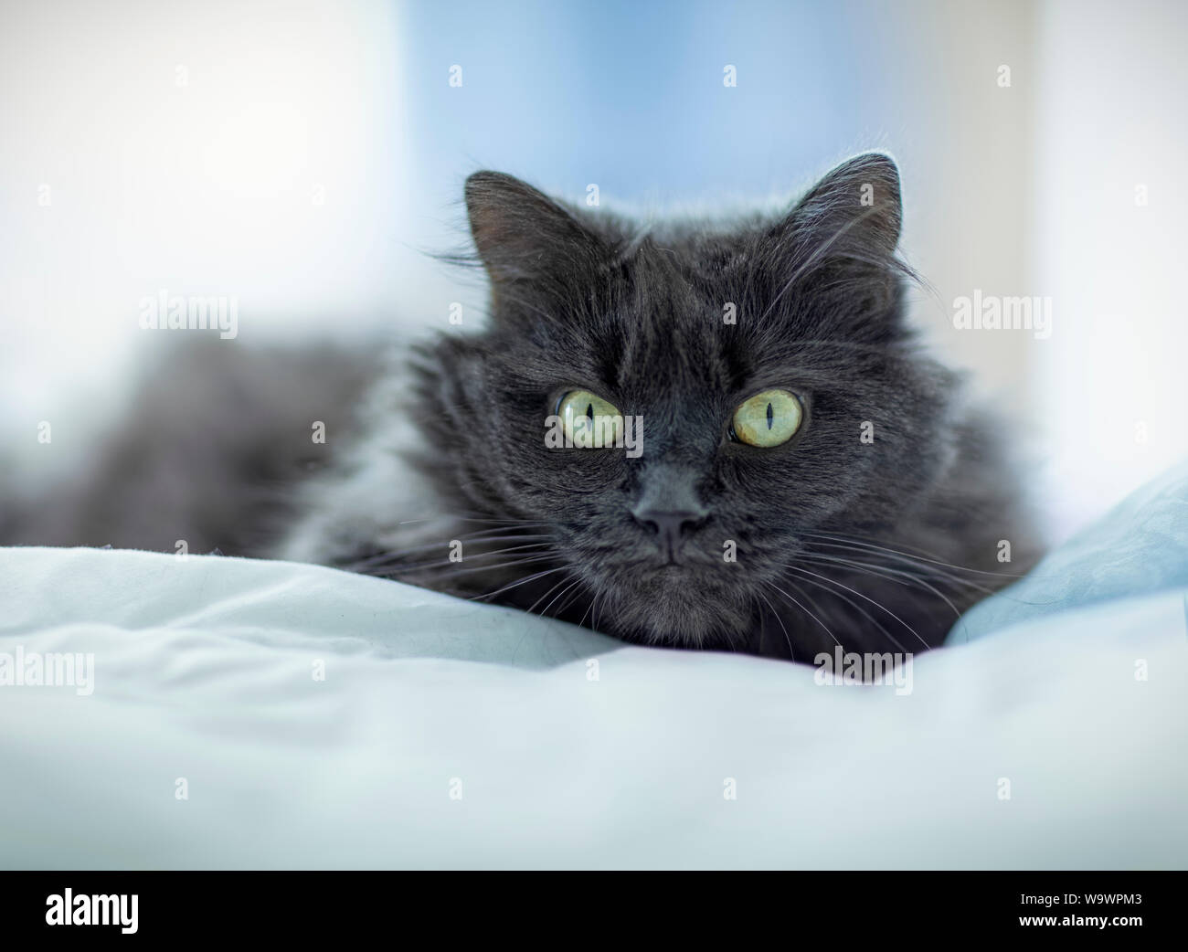 Perser Katze mit flauschigen Fell sitzt auf einem Bett und Geradeaus auf der Suche mit Piercing grüne Augen Stockfoto