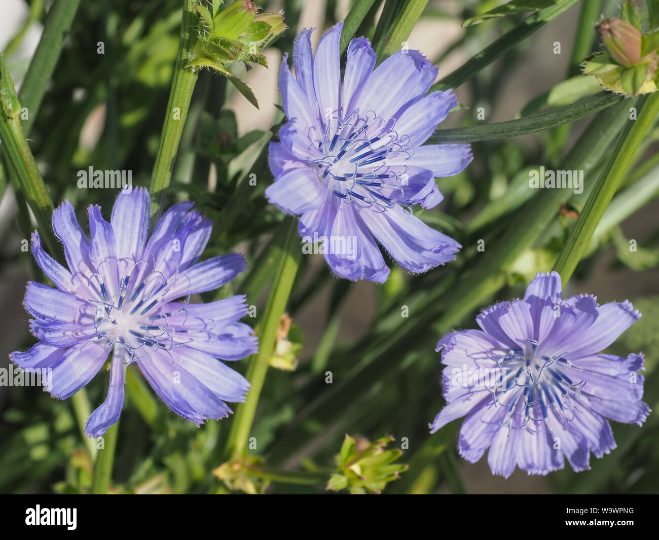 Unkraut Blaue Blten
