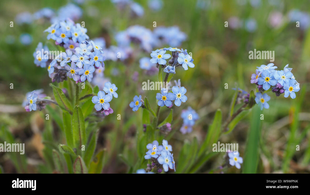 Myosotis alpestris oder alpinen Vergiss mich nicht ist eine krautige Staude Pflanze in der blühenden Pflanze Familie Boraginaceae. Myosotis arvensis blaue Blüten. Stockfoto