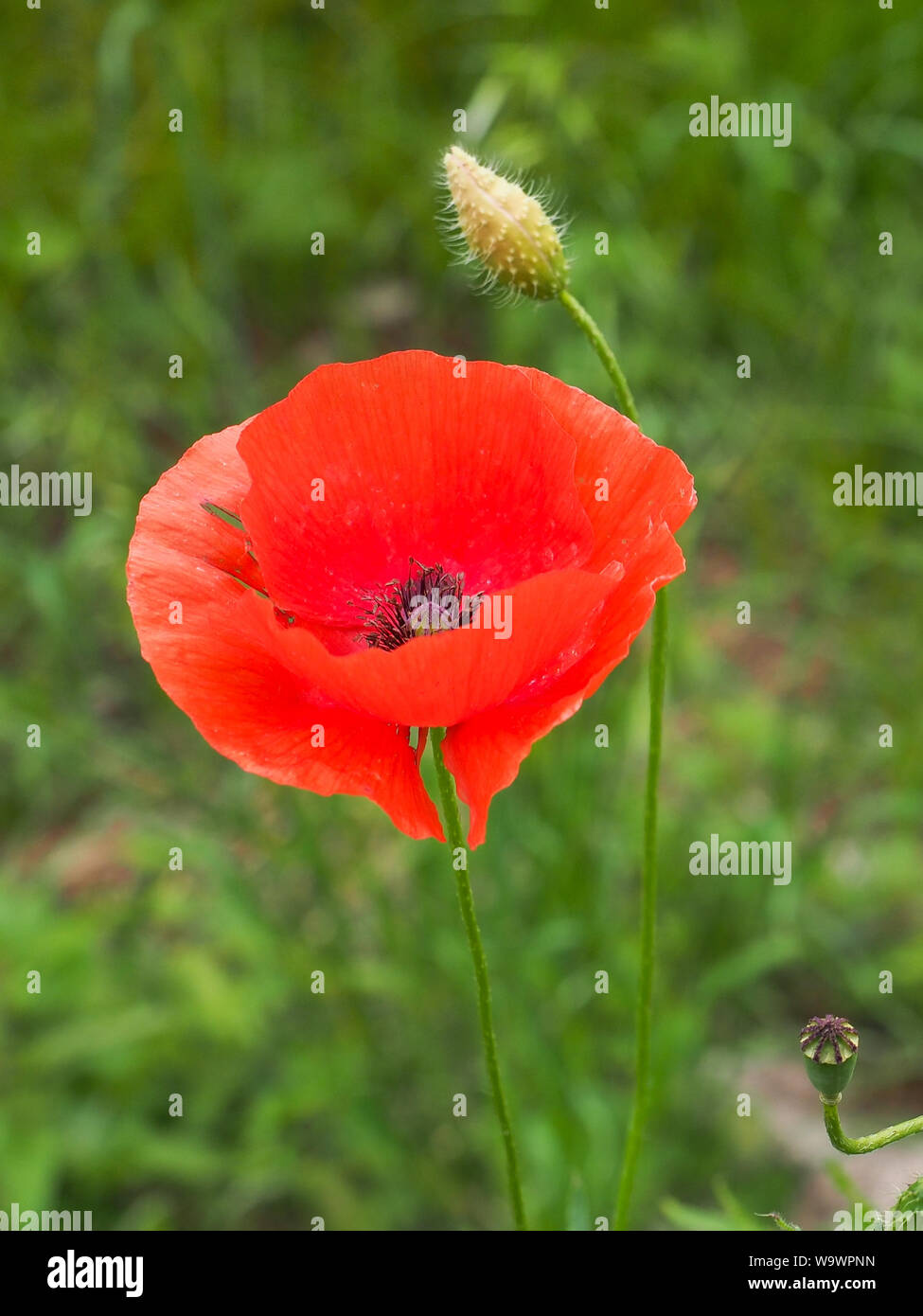 Bloom wilde rote Mohnblüte mit blur Bokeh im Hintergrund des grünen Grases. Close Up. Papaveraceae Familie. Natürliche Drogen. Lonely Poppy. Soft Focus. Stockfoto