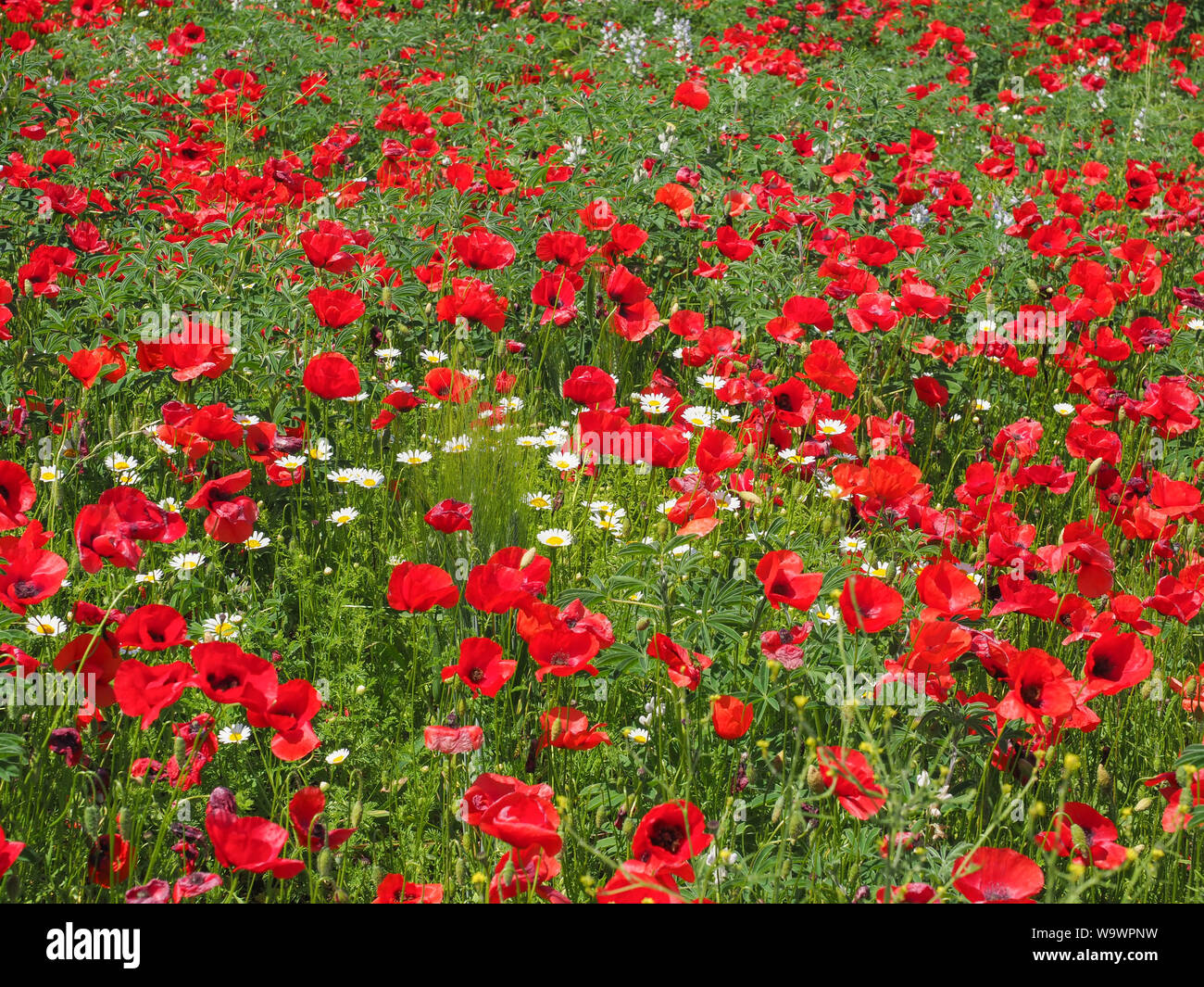 Wiese von blühenden Blumen. Wilden roten Mohn blüht im Feld. Wundervolle natürliche Schönheit und eine ausgezeichnete farbenfrohes Design Hintergrund. Meisterwerke der Natur. Stockfoto