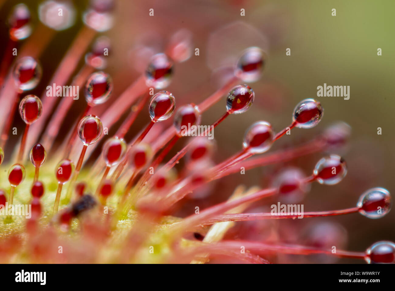 Extreme Close-up zeigt, in Details der Leim sticky Traps einer fleischfressenden Pflanze (Sonnentau, Drosera) Stockfoto