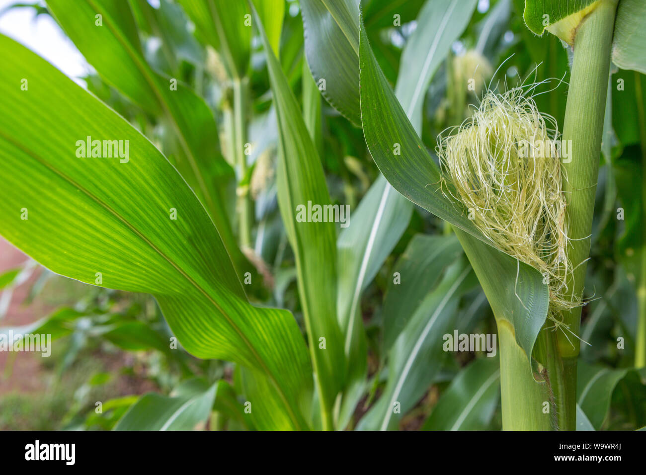 Cornfield close-up an sonnigen Sommertag. Die Landwirtschaft, die Ernte und die farm Konzept. Genetisch veränderte und transgenen Mais für den Export, der in Brasilien produzierte Stockfoto