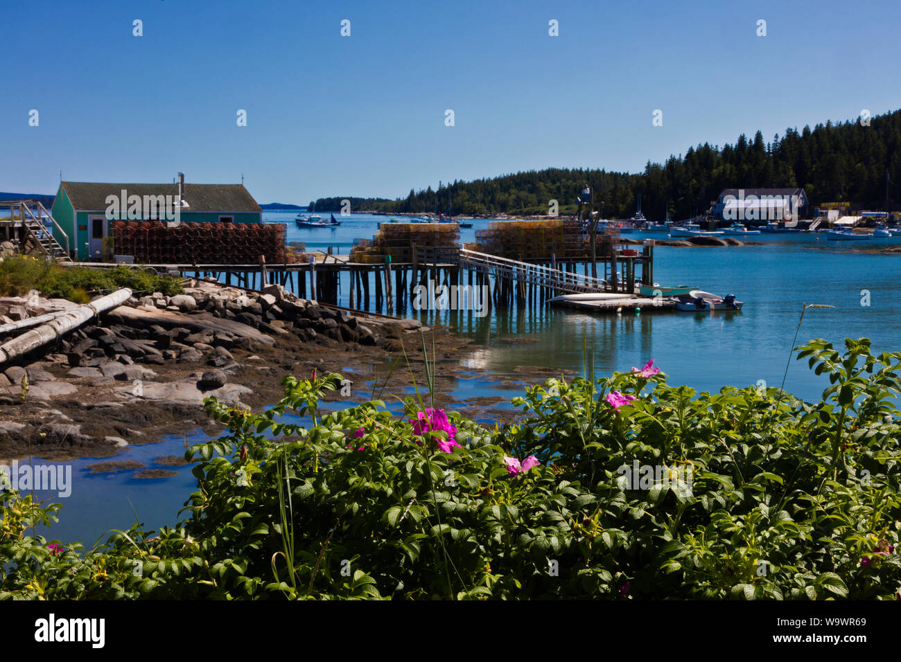 Hummer fallen auf einem Dock in STONINGTON einen großen Hummer Fischereihafen und touristische Destination - Deer Island, Maine Stockfoto