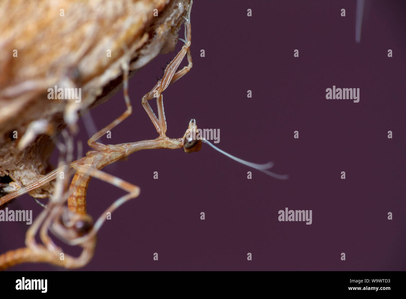 Makro einer Mantis oothecae ausbrüten, mit Preying mantis Larven aus den Eiern Stockfoto