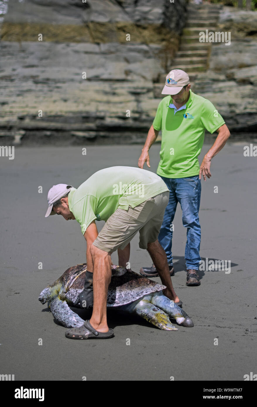 Die Freiwilligen nehmen tote Echte Karettschildkröte (Eretmochelys imbricata) mit dem Boot Propeller in Ladrilleros, Pazifikküste Kolumbiens getötet. Stockfoto
