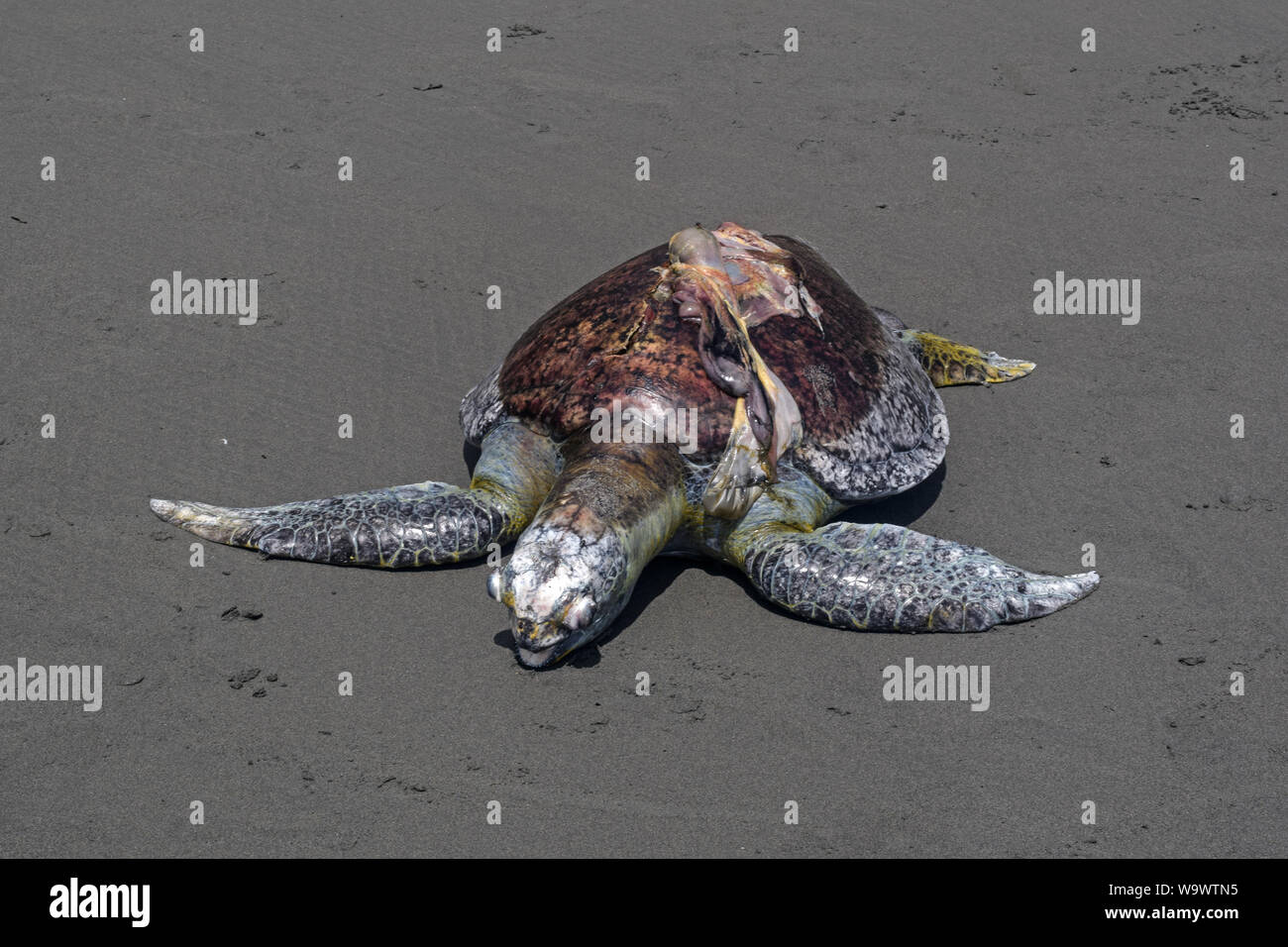 Gefährdete Echte Karettschildkröte (Eretmochelys imbricata) mit dem Boot Propeller in Ladrilleros, Pazifikküste Kolumbiens getötet. Stockfoto